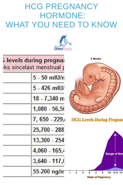 Discover the Joys of a Growing Pregnancy: Understanding the Symptoms of Rising HCG Levels